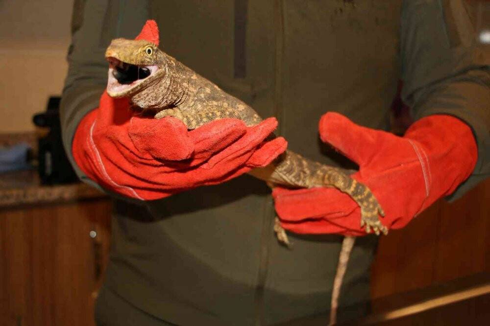 Çöl varanı tedaviye alındı