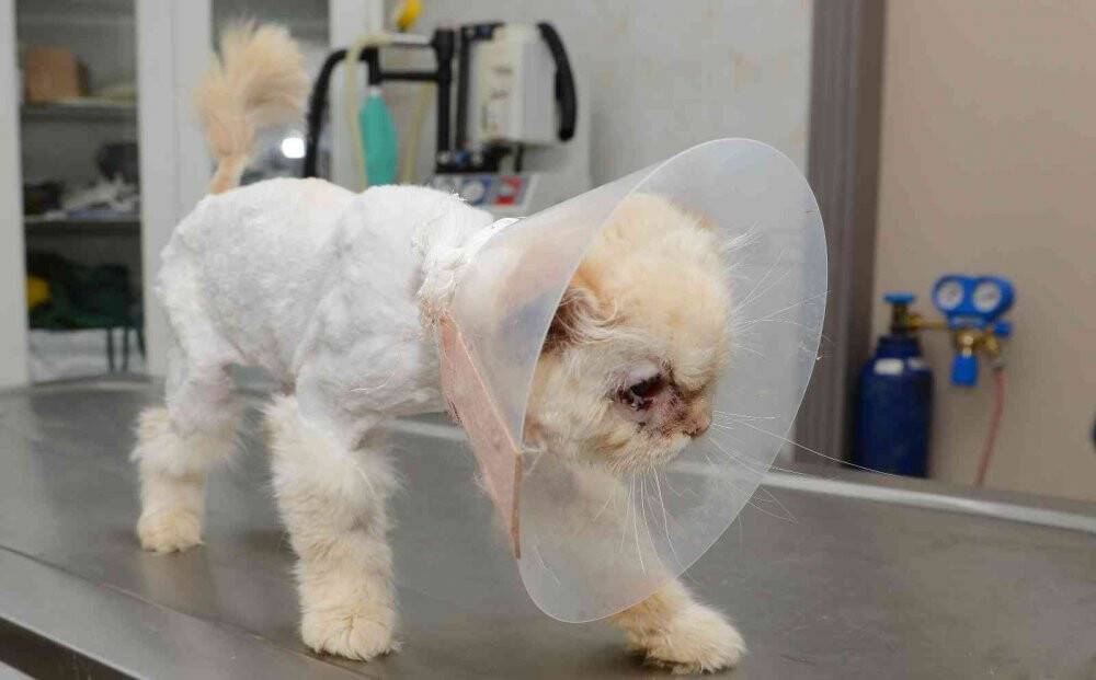 Sokağa terk edilen kedi, estetik operasyonuyla gözlerine kavuştu