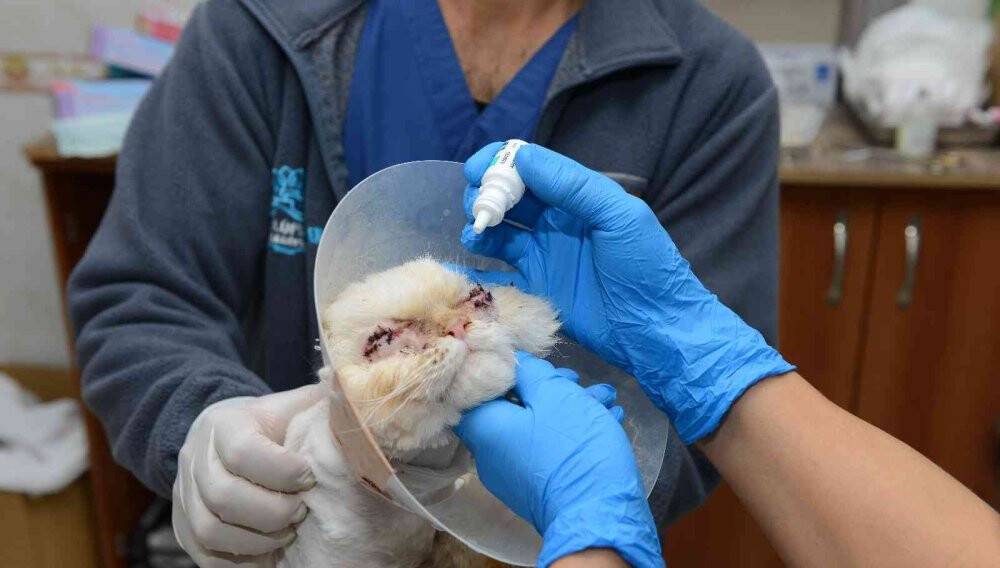 Sokağa terk edilen kedi, estetik operasyonuyla gözlerine kavuştu