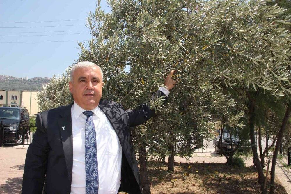 2021/22 sezonunda 201 milyon dolarlık zeytinyağı ihraç edildi