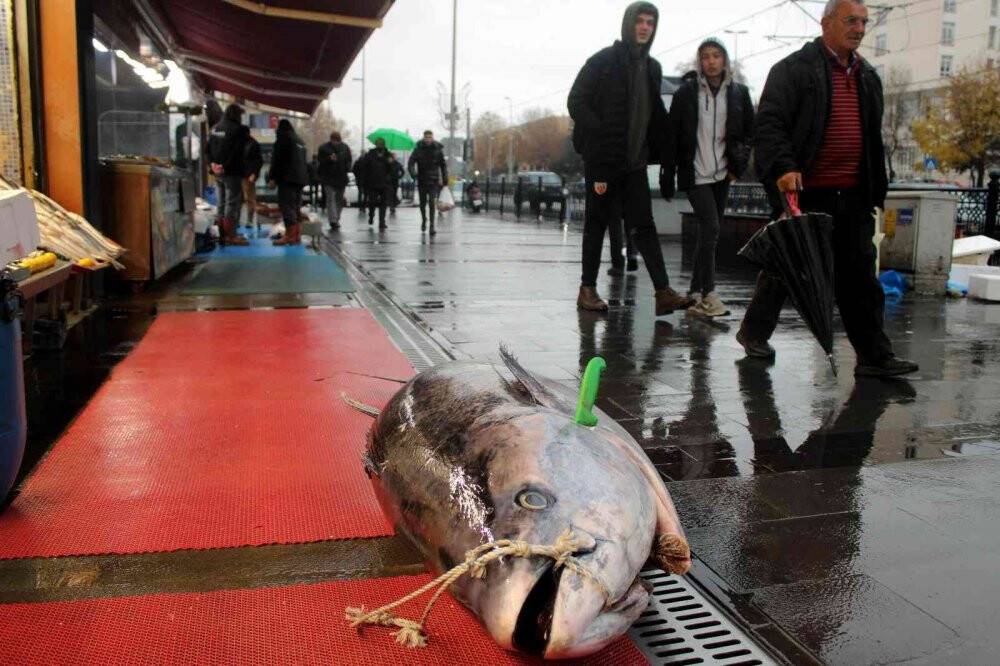 Dev orkinos ilgi odağı oldu