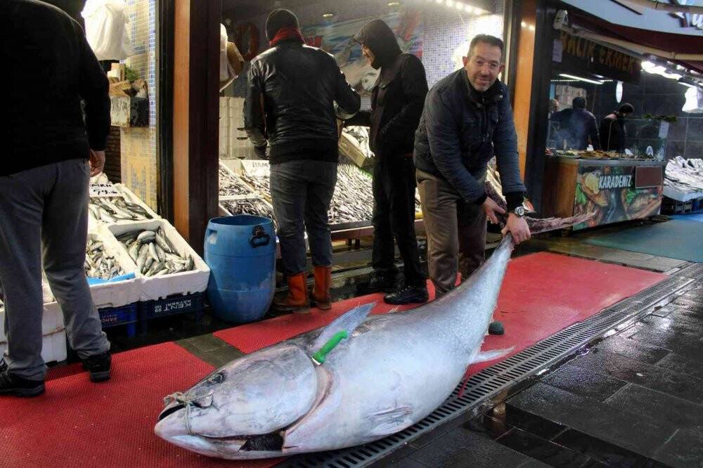 Dev orkinos ilgi odağı oldu