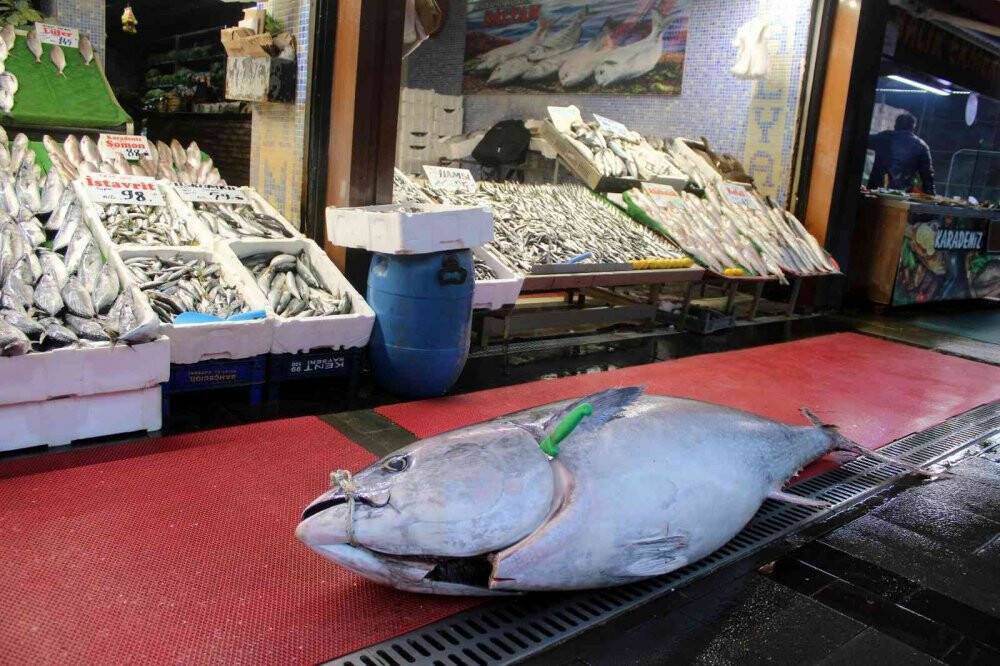 Dev orkinos ilgi odağı oldu