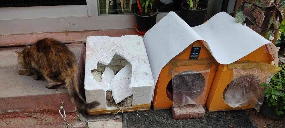 Kedinin yuvasını yumruklayarak parçaladı