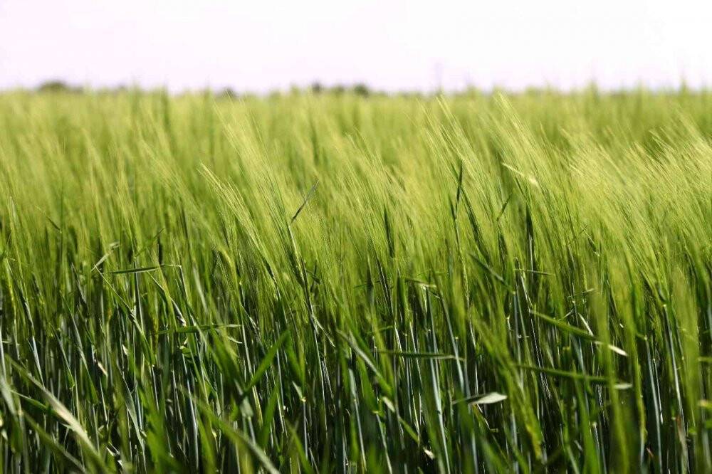 Konya Ovası'nda gübre kullanımı verim ve kalitenin artmasında büyük rol oynadı