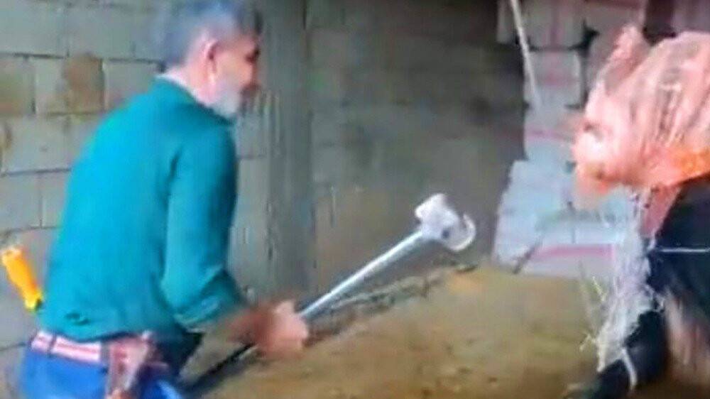 Boğanın kafasına balyoz ile vuran kasap gözaltına alındı