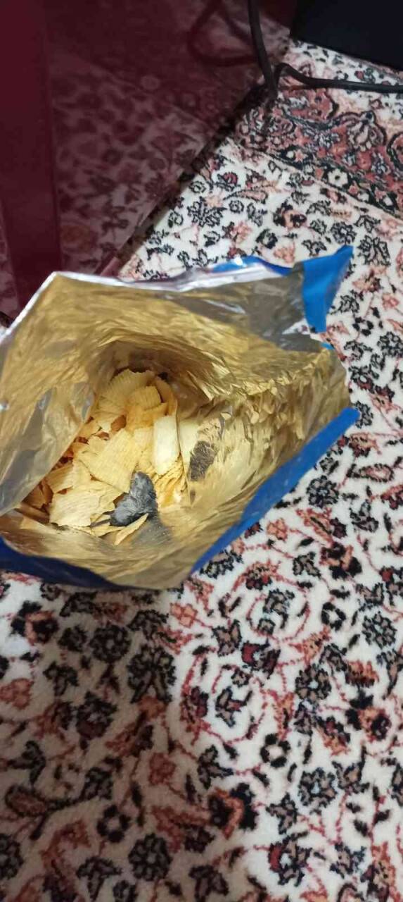 Cips poşetindeki fareye takipsizlik