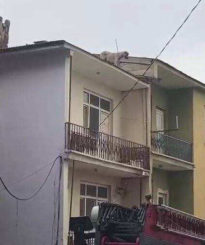 Mahsur kalan köpeği, itfaiye kurtardı