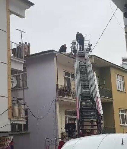 Mahsur kalan köpeği, itfaiye kurtardı