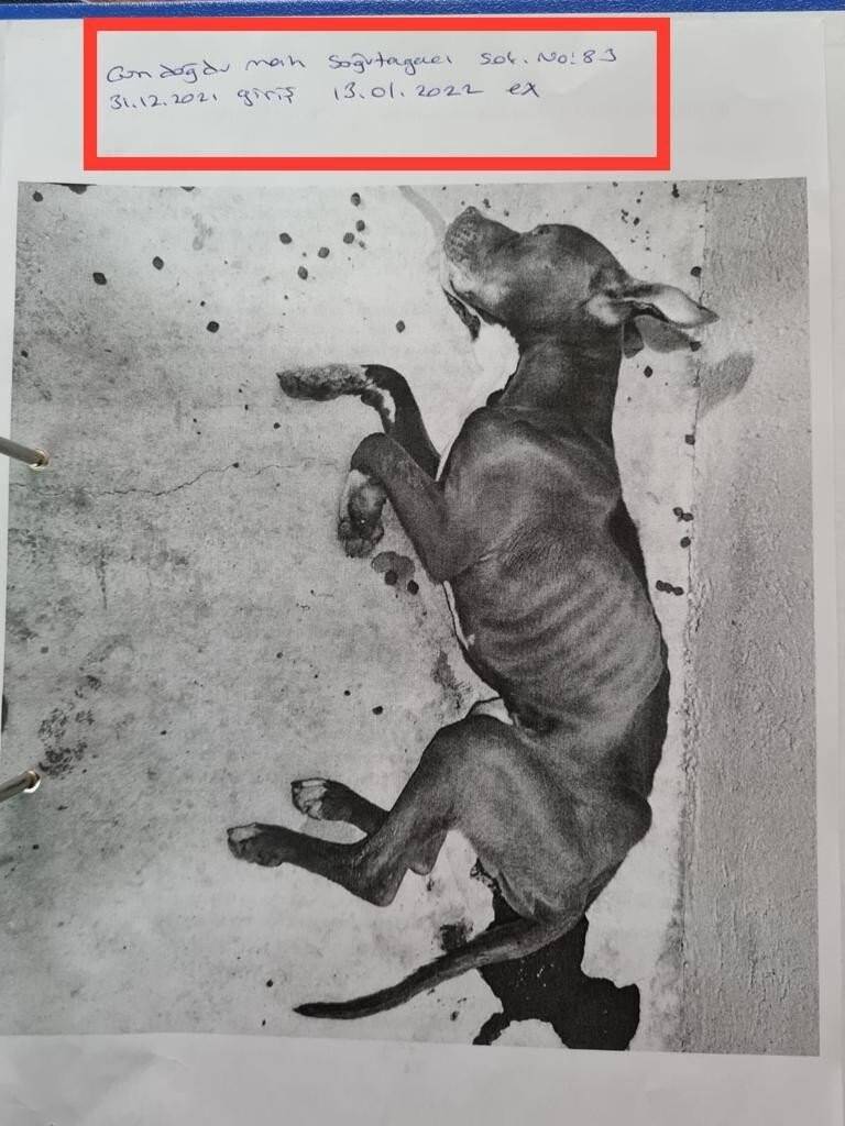 Skandal görüntülere ilginç savunma