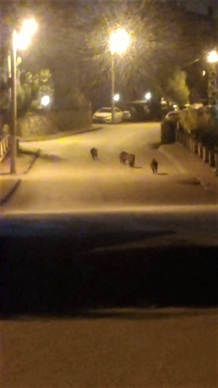 Aç kalan domuzlar mahalleye indi