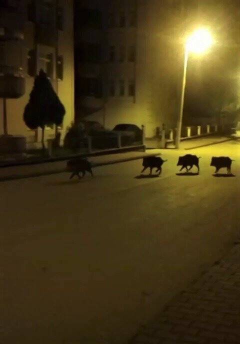 Aç kalan domuzlar mahalleye indi