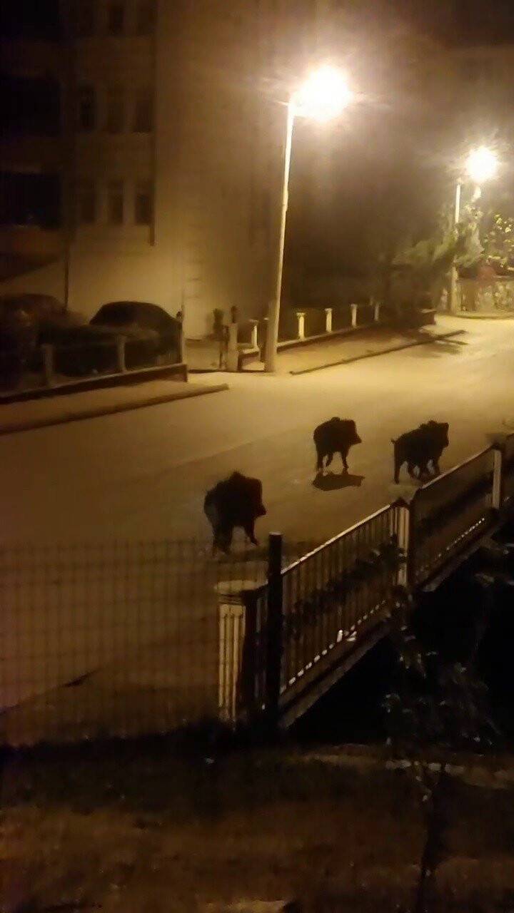 Aç kalan domuzlar mahalleye indi