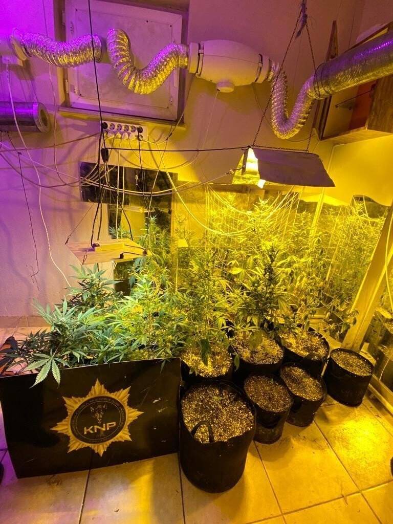 Ev değil, uyuşturucu serası