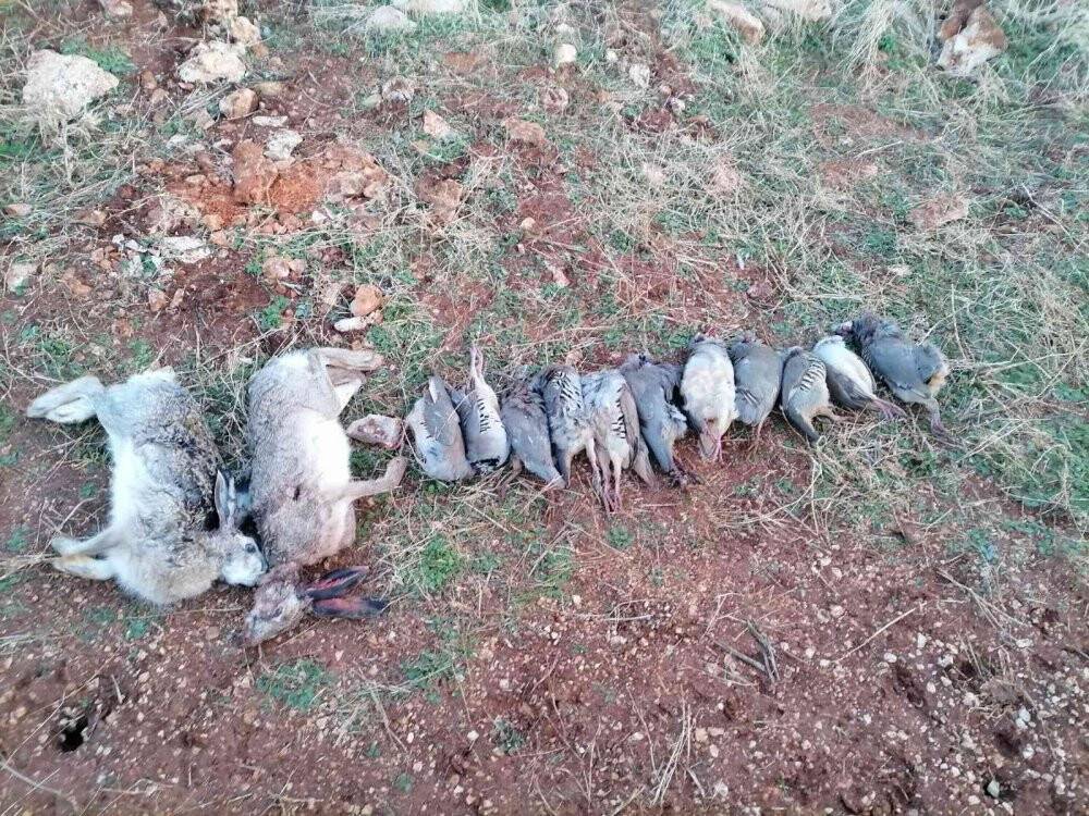 Koruma altındaki o hayvanı öldüren şahsa ve kaçak avlanan 11 kişiye para cezası