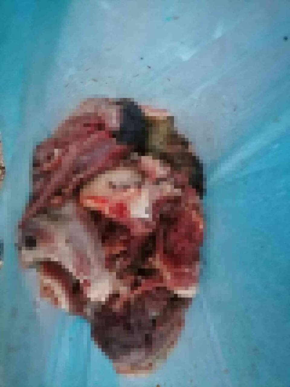 Koruma altındaki o hayvanı öldüren şahsa ve kaçak avlanan 11 kişiye para cezası