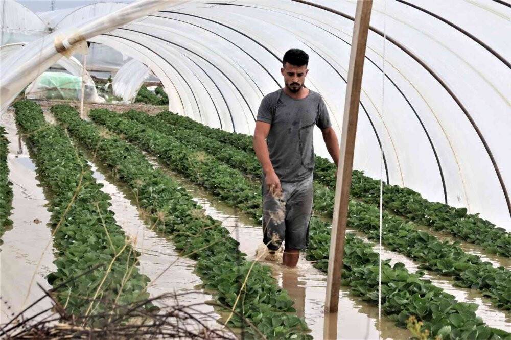 Çilek seraları sular içinde kaldı