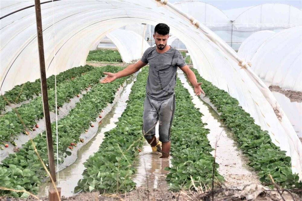 Çilek seraları sular içinde kaldı