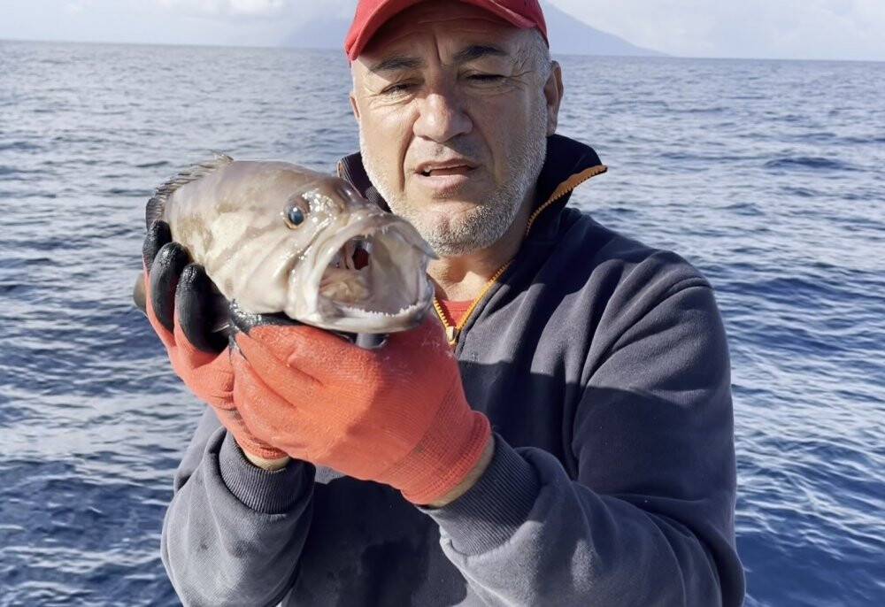 50 yıl sonra ilk kez Çanakkale’de görüldü