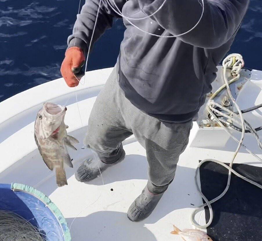 50 yıl sonra ilk kez Çanakkale’de görüldü
