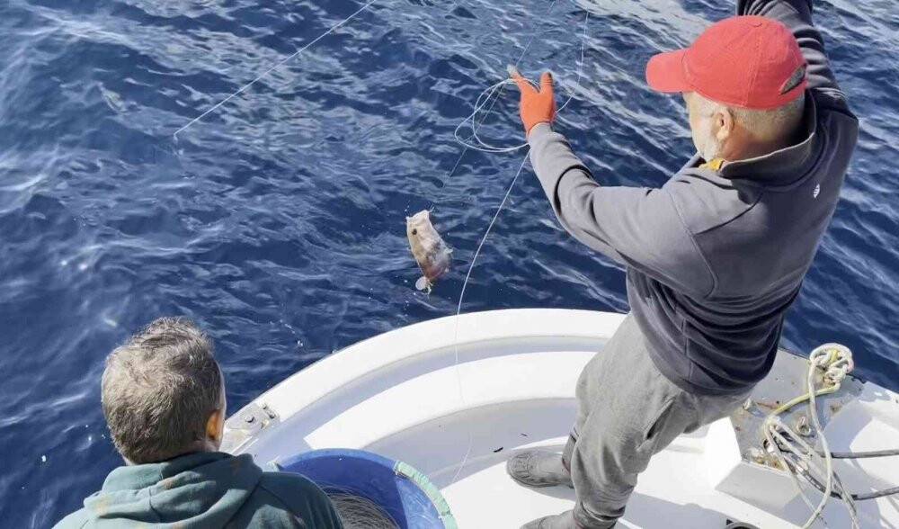 50 yıl sonra ilk kez Çanakkale’de görüldü