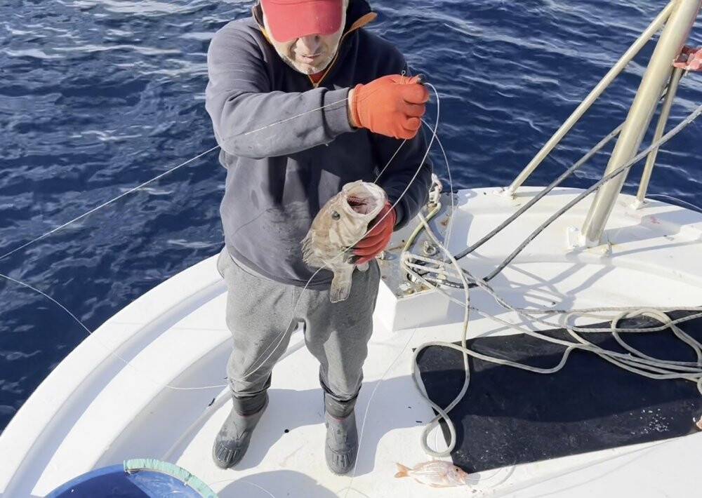 50 yıl sonra ilk kez Çanakkale’de görüldü