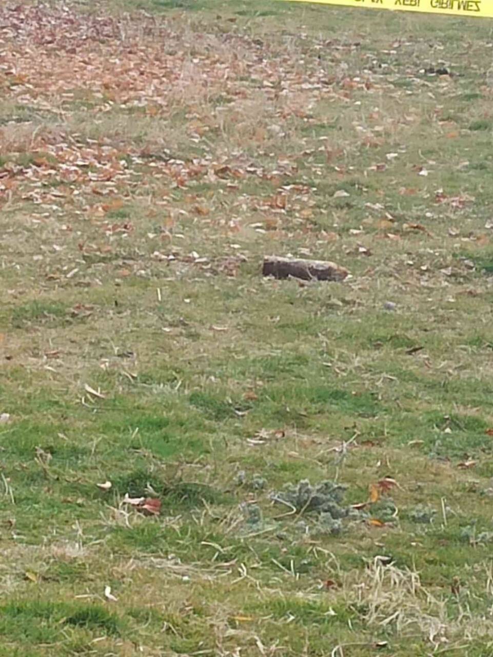 Yürüyüşe çıktı, patlamamış tank mühimmatı buldu