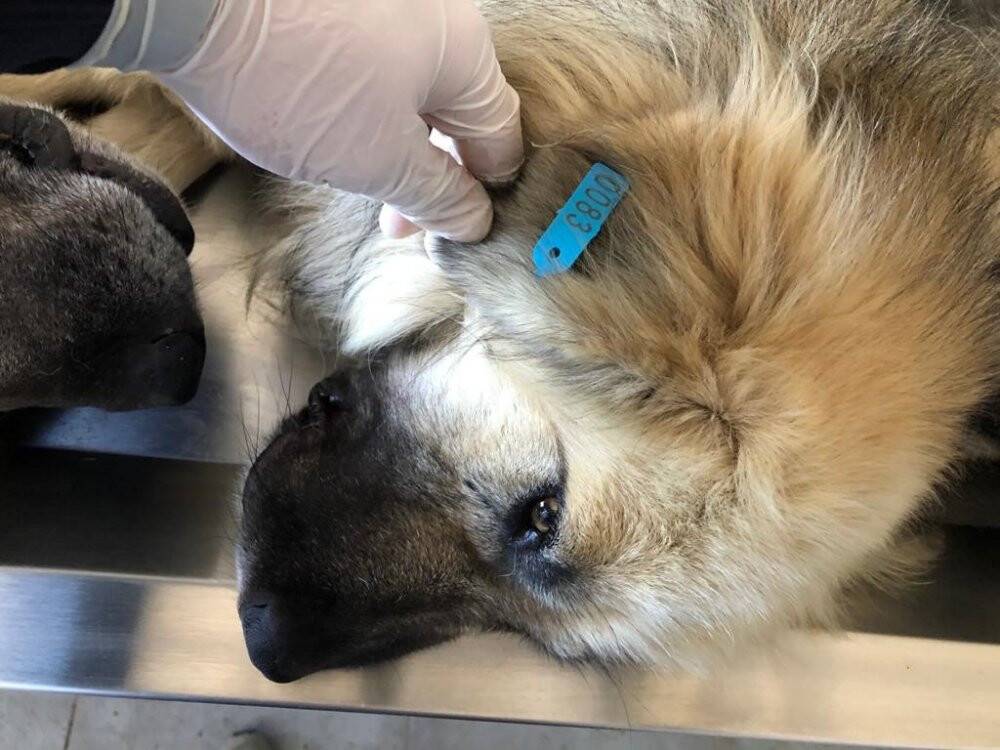 Akşehir’de 872 sokak köpeği kısırlaştırılıp küpelendi