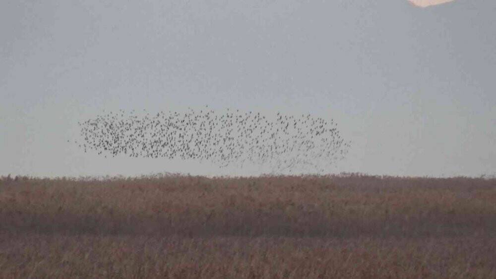 Beyşehir Gölü’nde gün batımında sığırcıklardan görsel şölen