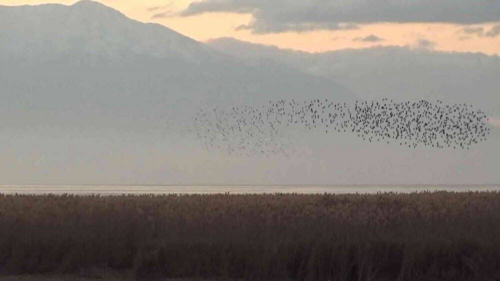 Beyşehir Gölü’nde gün batımında sığırcıklardan görsel şölen