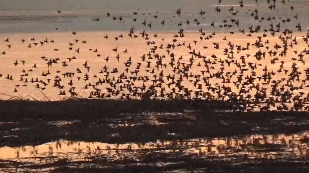 Beyşehir Gölü’nde gün batımında sığırcıklardan görsel şölen