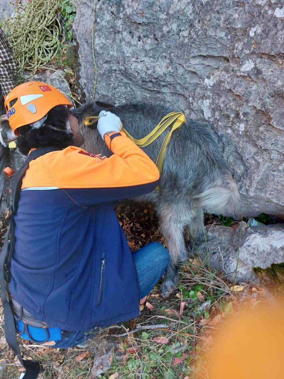 Dağlık alanda mahsur kalan keçileri AFAD kurtardı