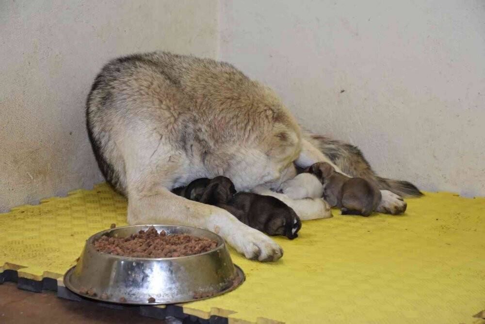 Belediye çalışanlarının dikkati köpekleri kurtardı
