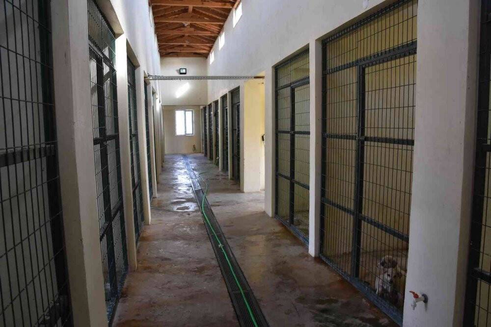 Belediye çalışanlarının dikkati köpekleri kurtardı