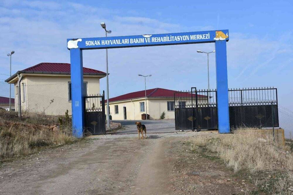 Belediye çalışanlarının dikkati köpekleri kurtardı