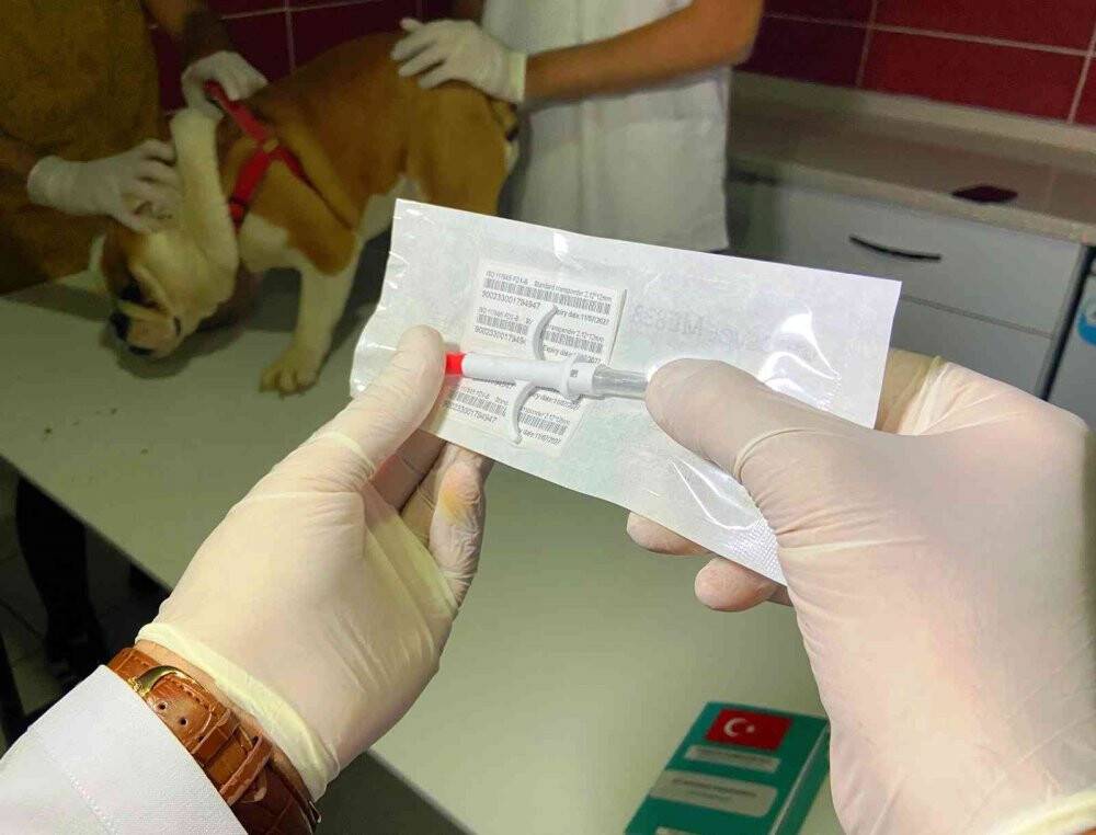 Türkiye’de 629 bin 165 sahipli hayvana çip takıldı