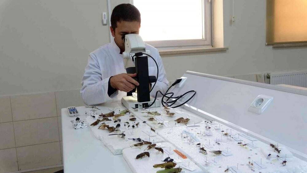 Böcek müzesinde binlerce böcek türü sergileniyor