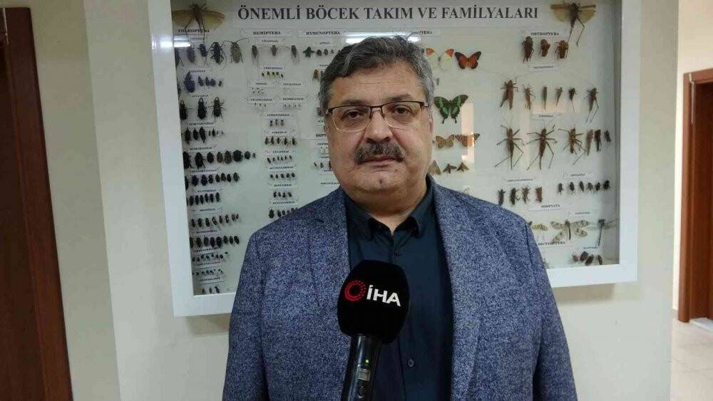 Böcek müzesinde binlerce böcek türü sergileniyor