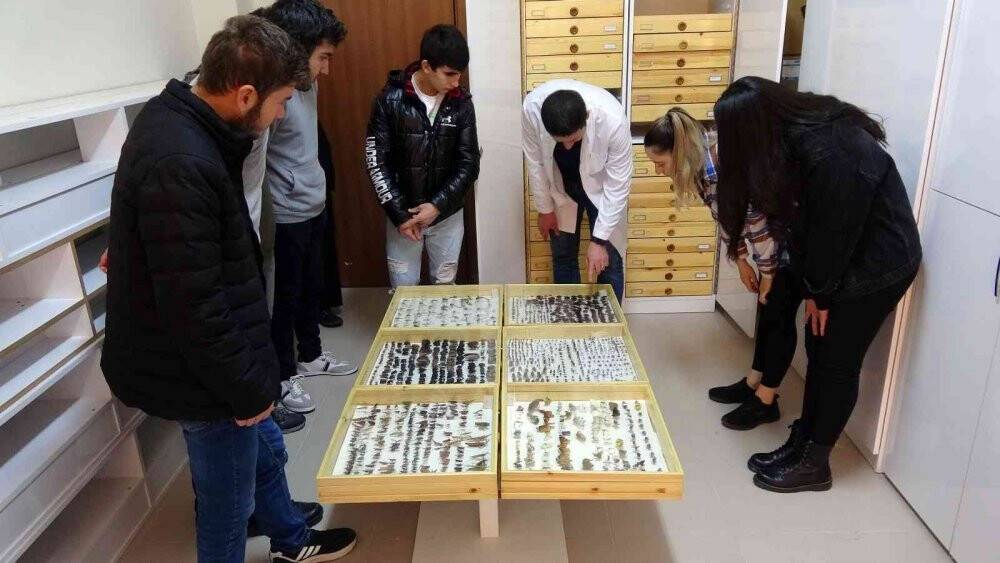 Böcek müzesinde binlerce böcek türü sergileniyor