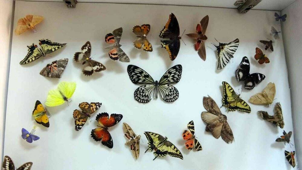 Böcek müzesinde binlerce böcek türü sergileniyor