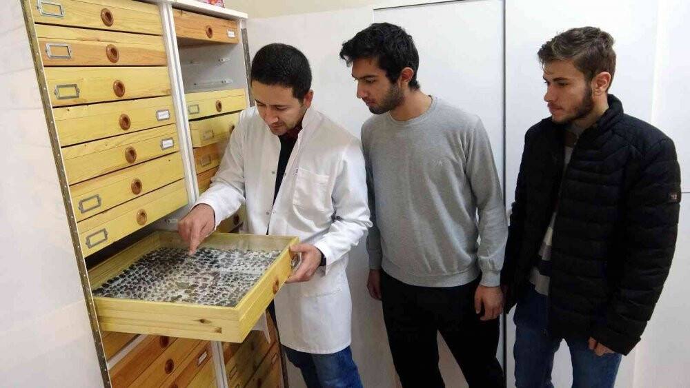 Böcek müzesinde binlerce böcek türü sergileniyor