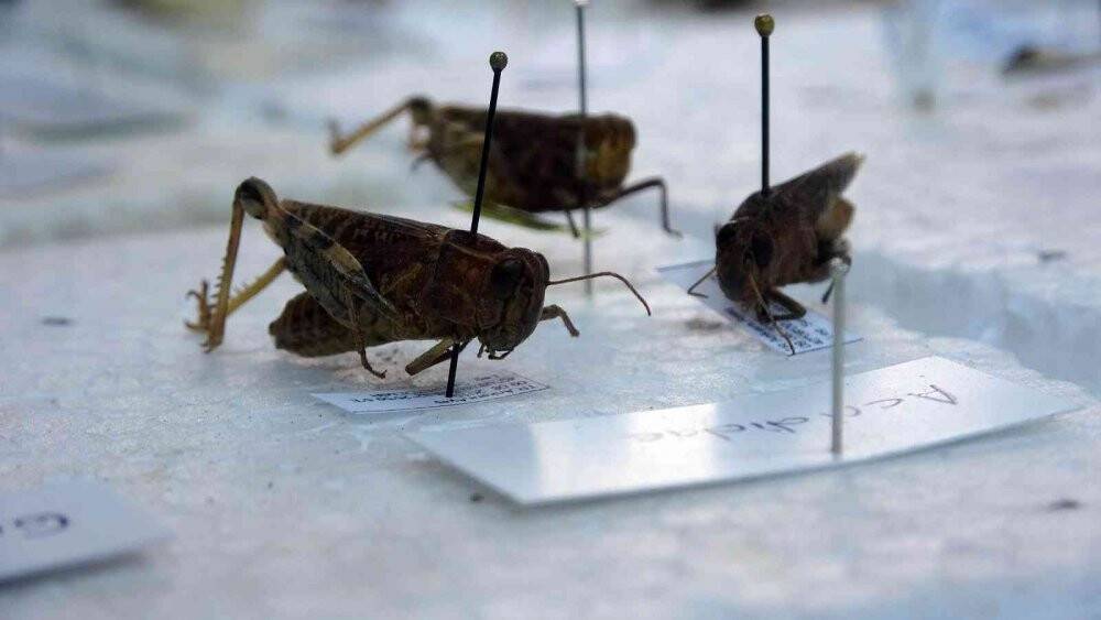 Böcek müzesinde binlerce böcek türü sergileniyor