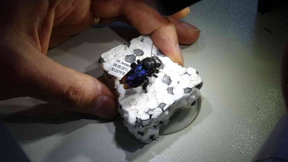 Böcek müzesinde binlerce böcek türü sergileniyor