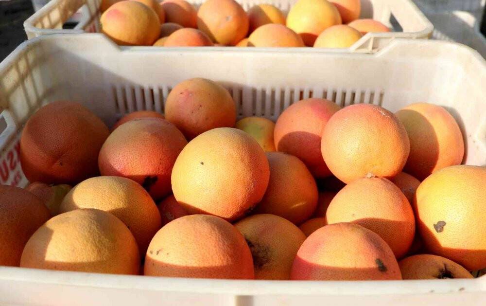 Yüzde 10’u Türkiye’de tüketiliyor, yüzde 90’ı ihraç ediliyor