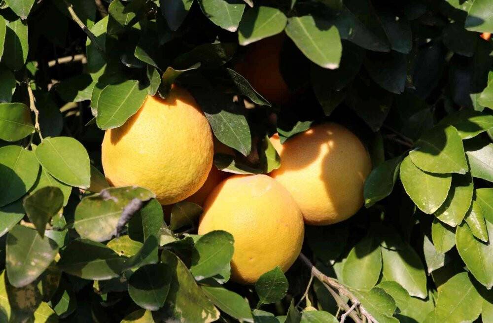 Yüzde 10’u Türkiye’de tüketiliyor, yüzde 90’ı ihraç ediliyor