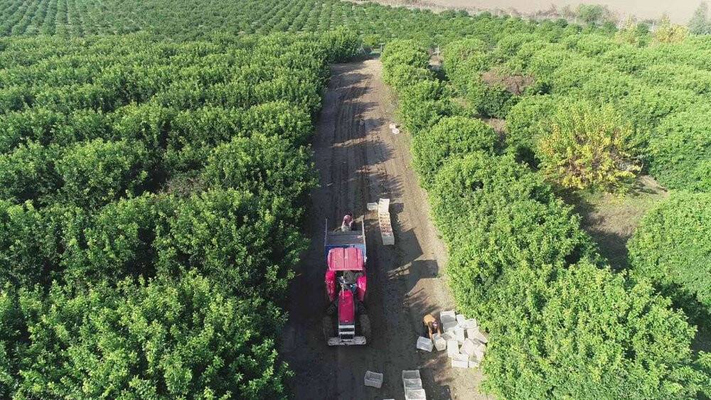 Yüzde 10’u Türkiye’de tüketiliyor, yüzde 90’ı ihraç ediliyor