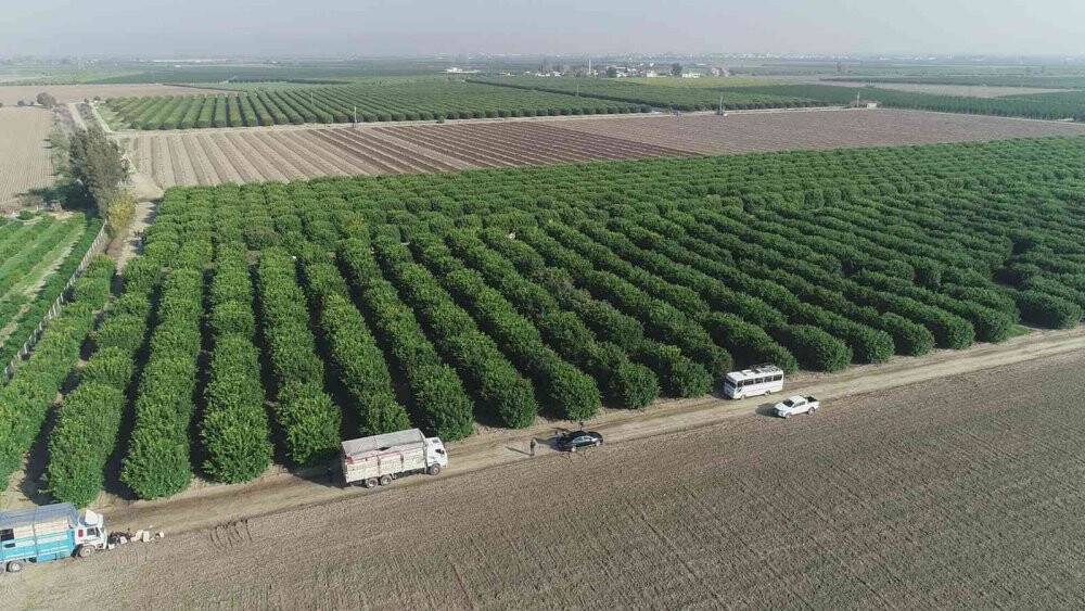 Yüzde 10’u Türkiye’de tüketiliyor, yüzde 90’ı ihraç ediliyor