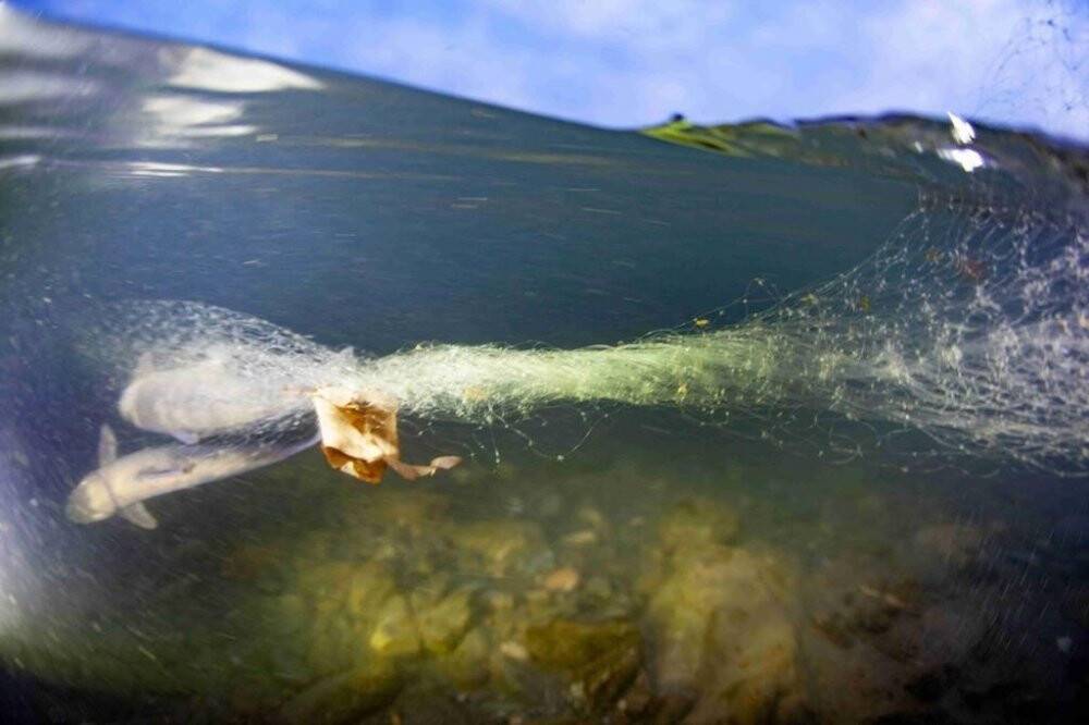 Dünyayı heyecanlandıran balığın bulunduğu çay da temizlik