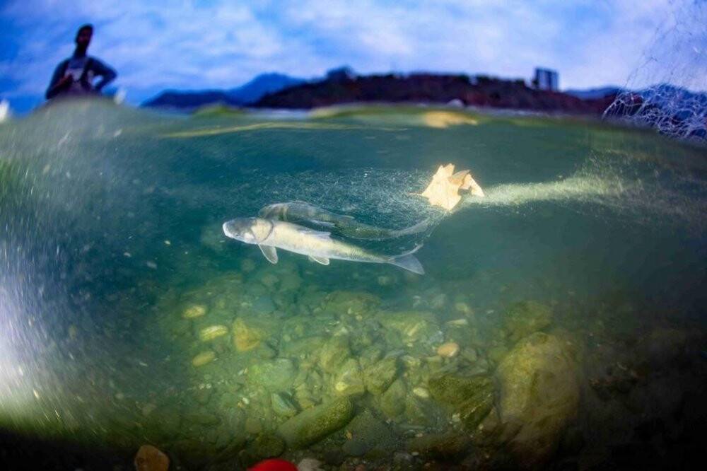 Dünyayı heyecanlandıran balığın bulunduğu çay da temizlik