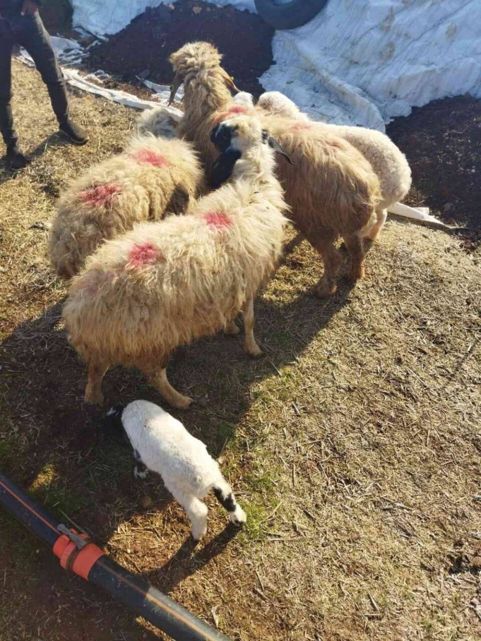 Hayvan hırsızları yakalandı